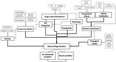Natural regeneration of wetlands under climate change